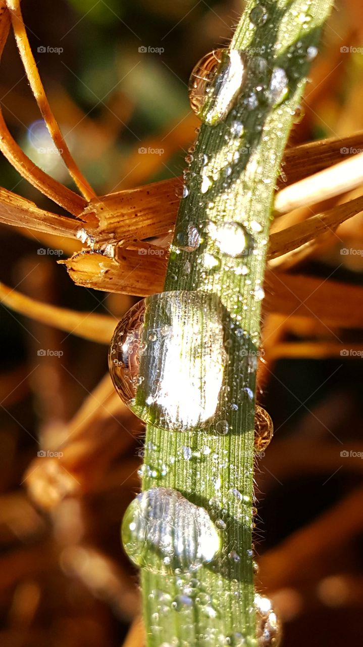 Drops of water on the grass.