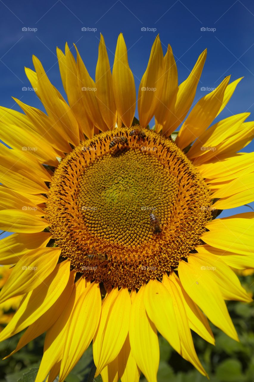 Sunflower bees