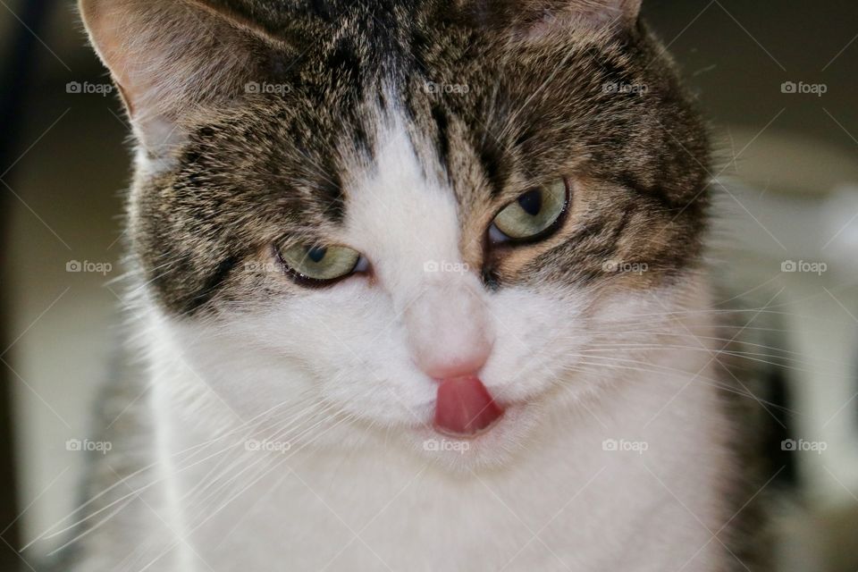 Tabby cat sticking out tongue closeup 