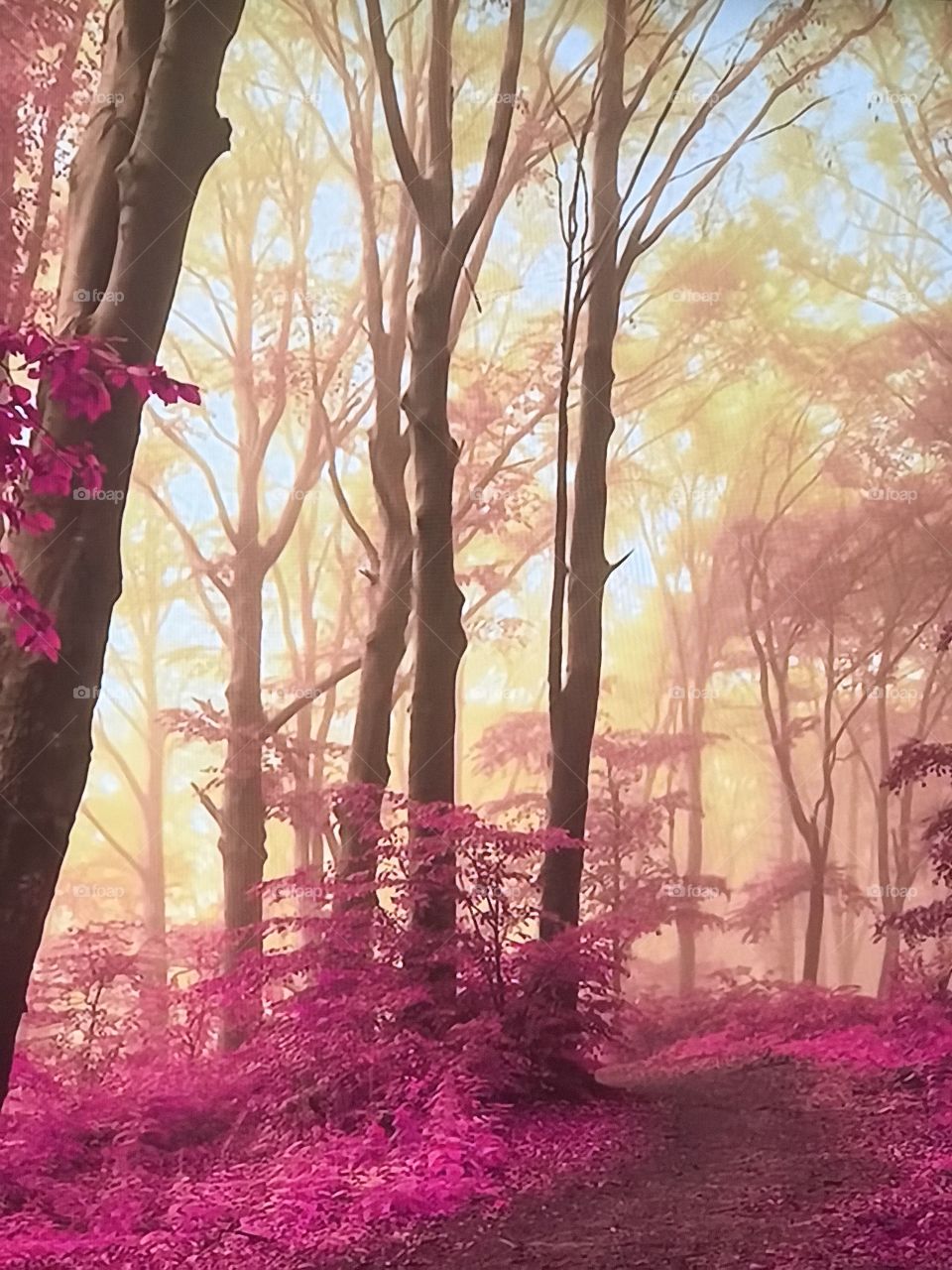 Red trees during winter