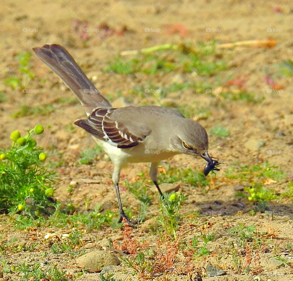 Mockingbird