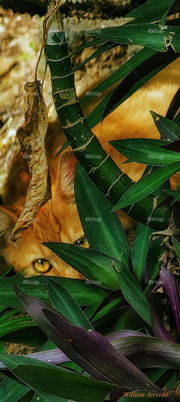 A beautiful cat hiding from me.