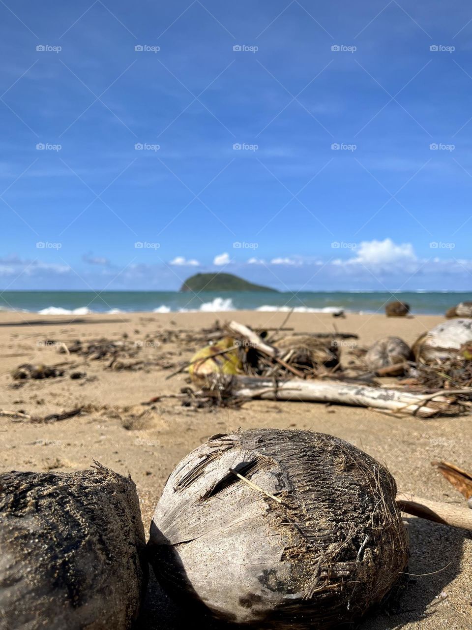 Close-up of coconuts on a sandy beach in the French Caribbean