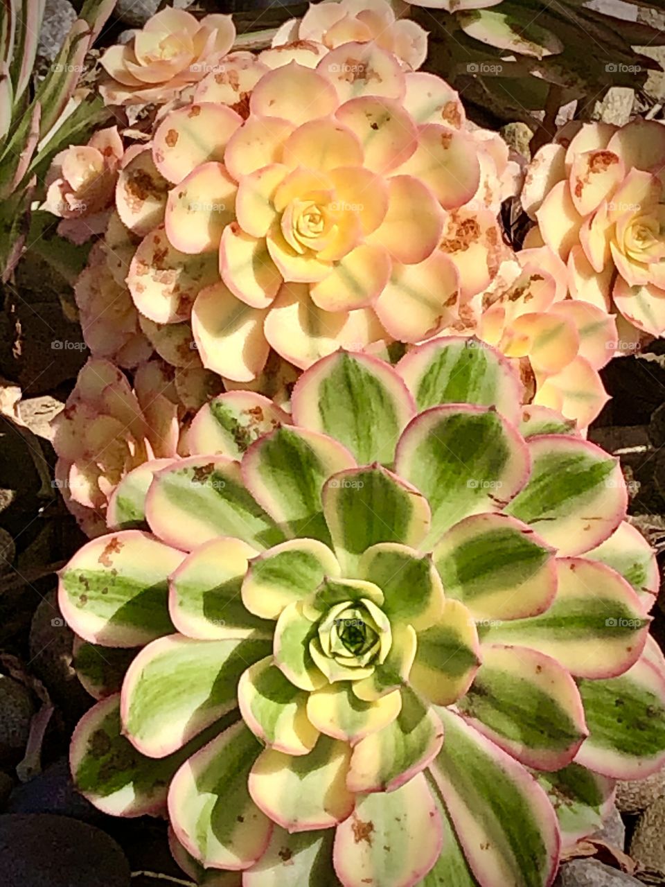 Succulent plants, green and yellow 