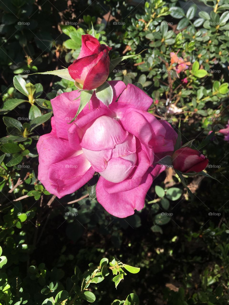Hermosa flor rosa en un día soleado 