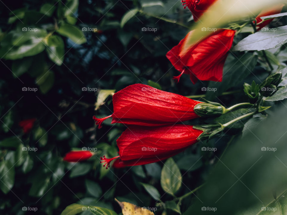 Red Flowers