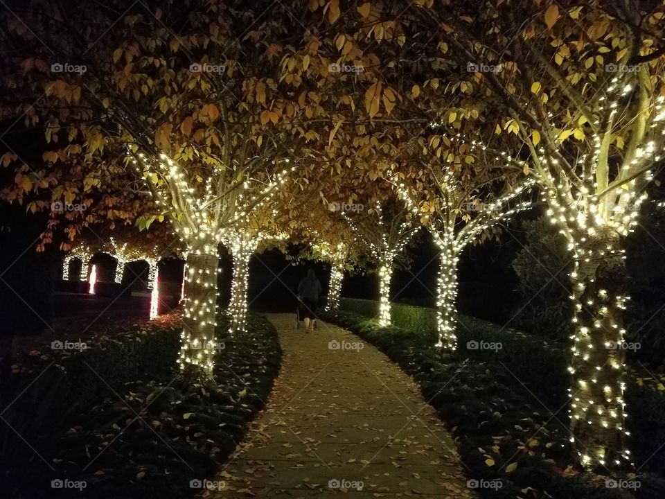 Christmas Light Show