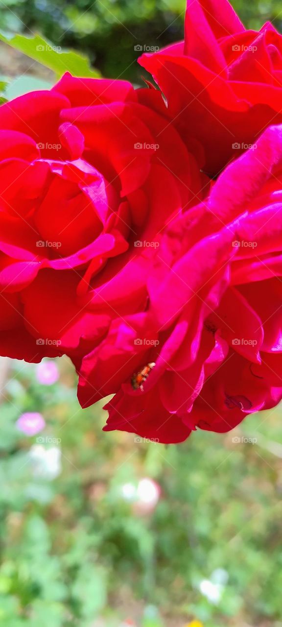 red roses beautiful beauty