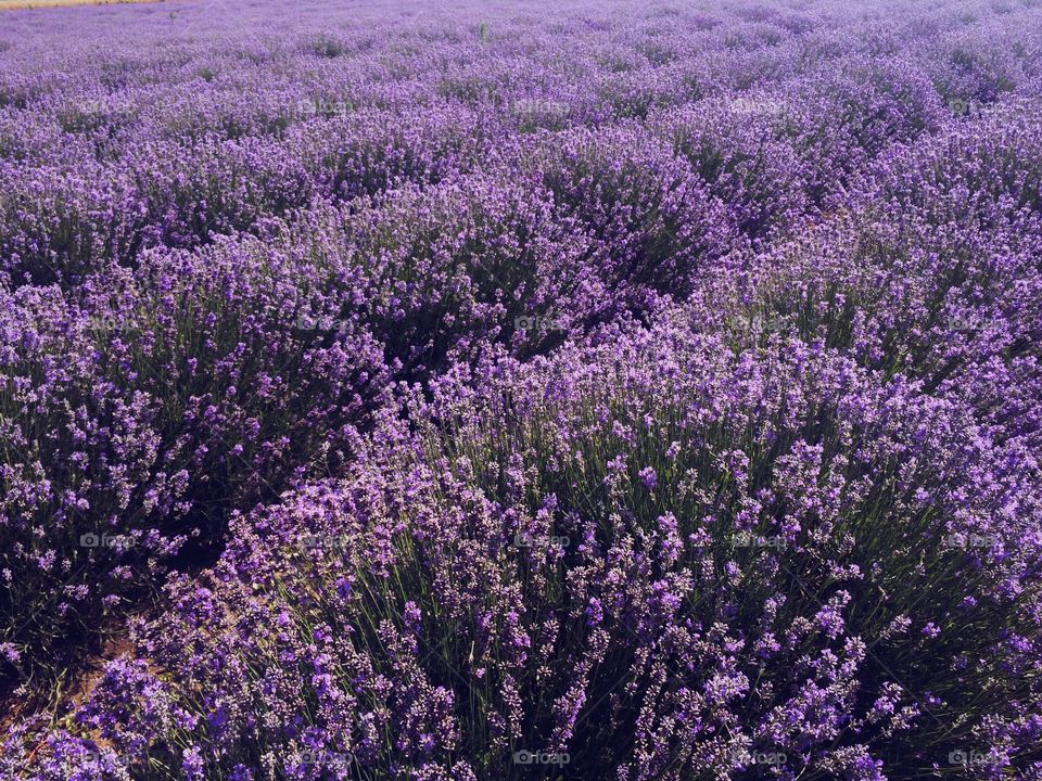 Lavender flowers in bloom