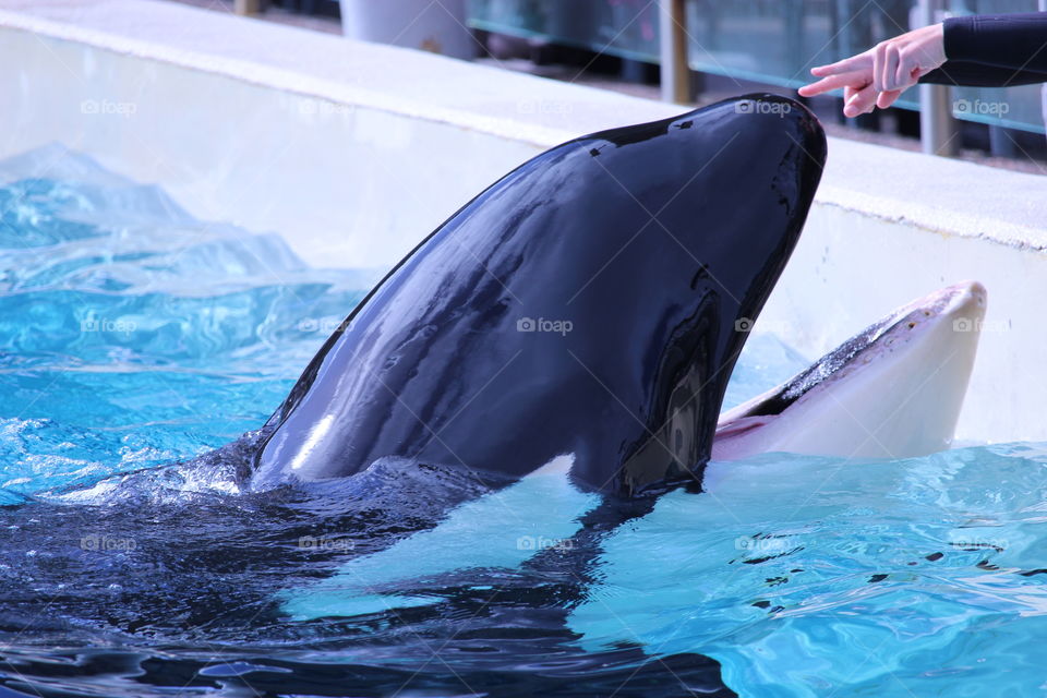 Orca (SeaWorld, San Diego)