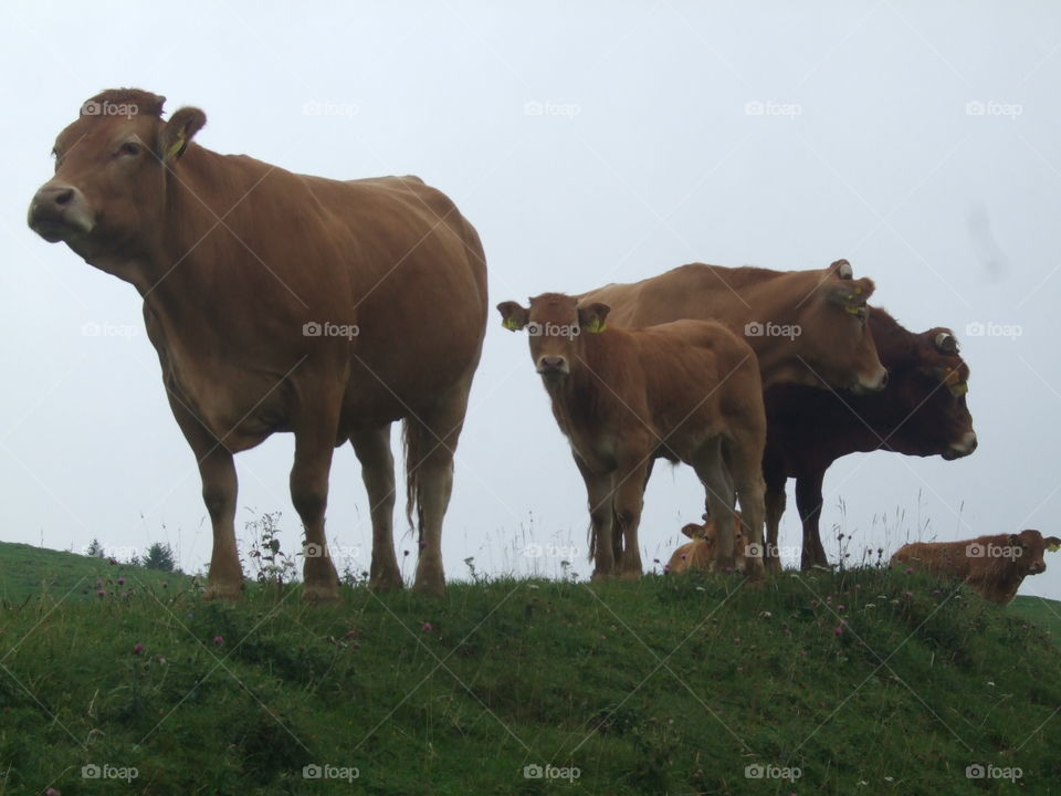 cows