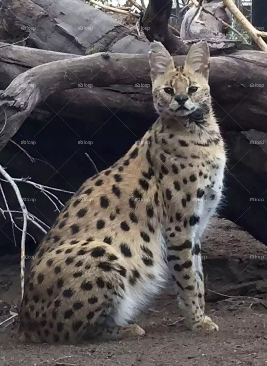 Serval