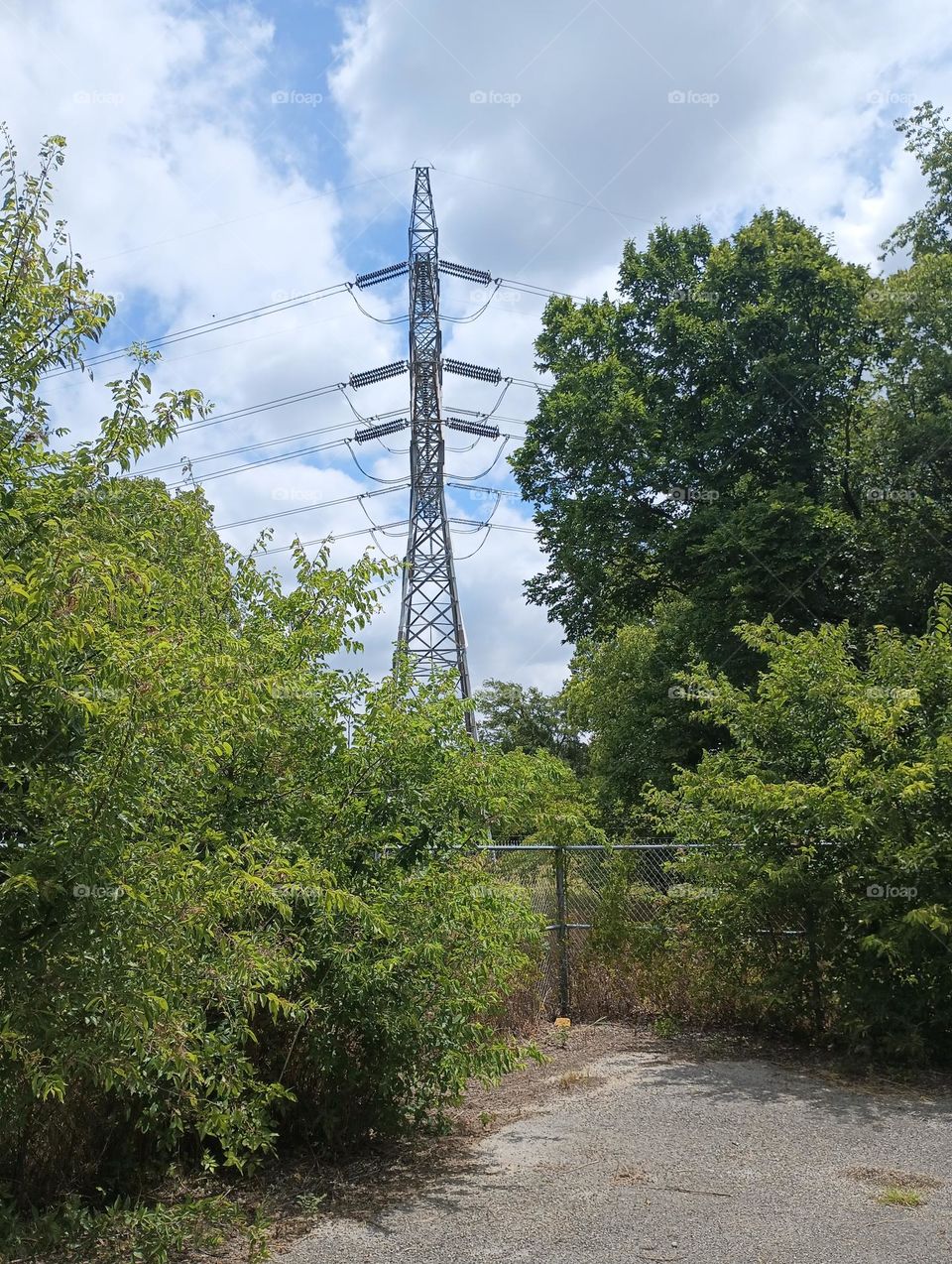 power line and gorgeous bright green trees in surroundings