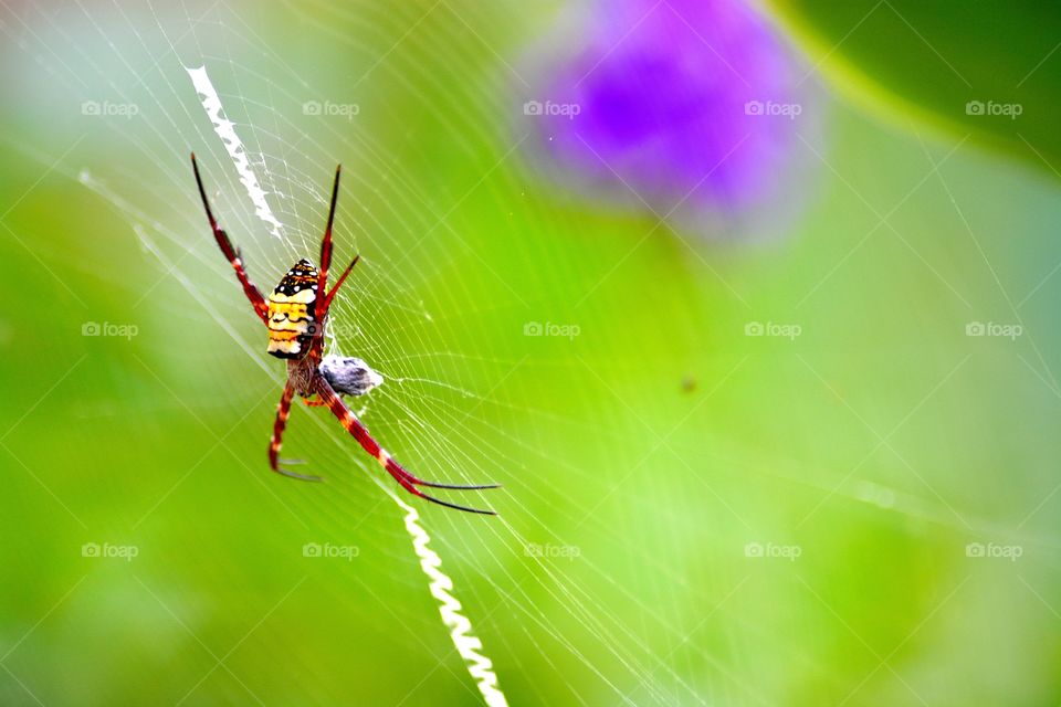 big spider in my garden