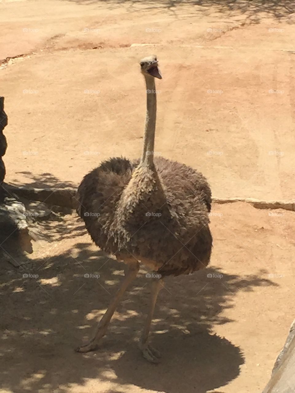 Ostrich. Ostrich at the zoo