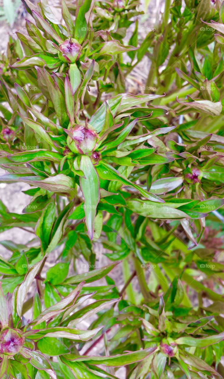 Flowering Plants. Peonies