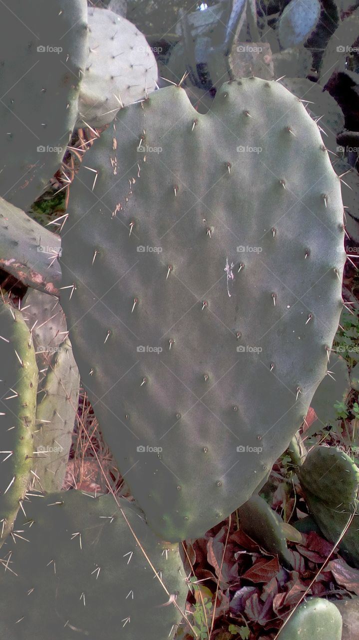 Cactus