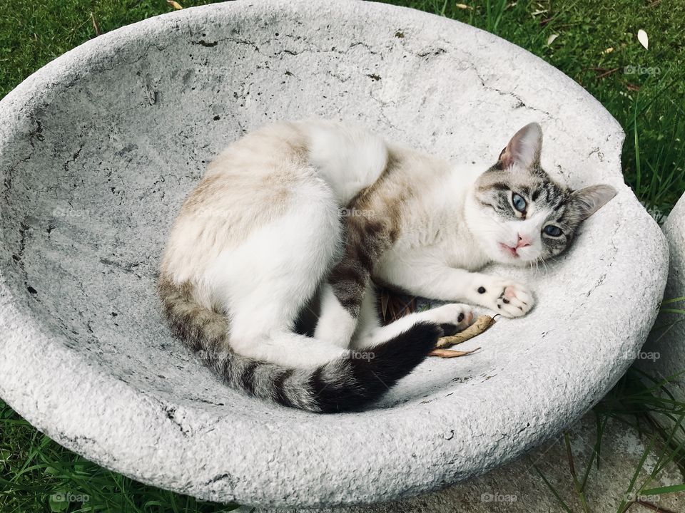 Cute cat Neve playing in the garden 