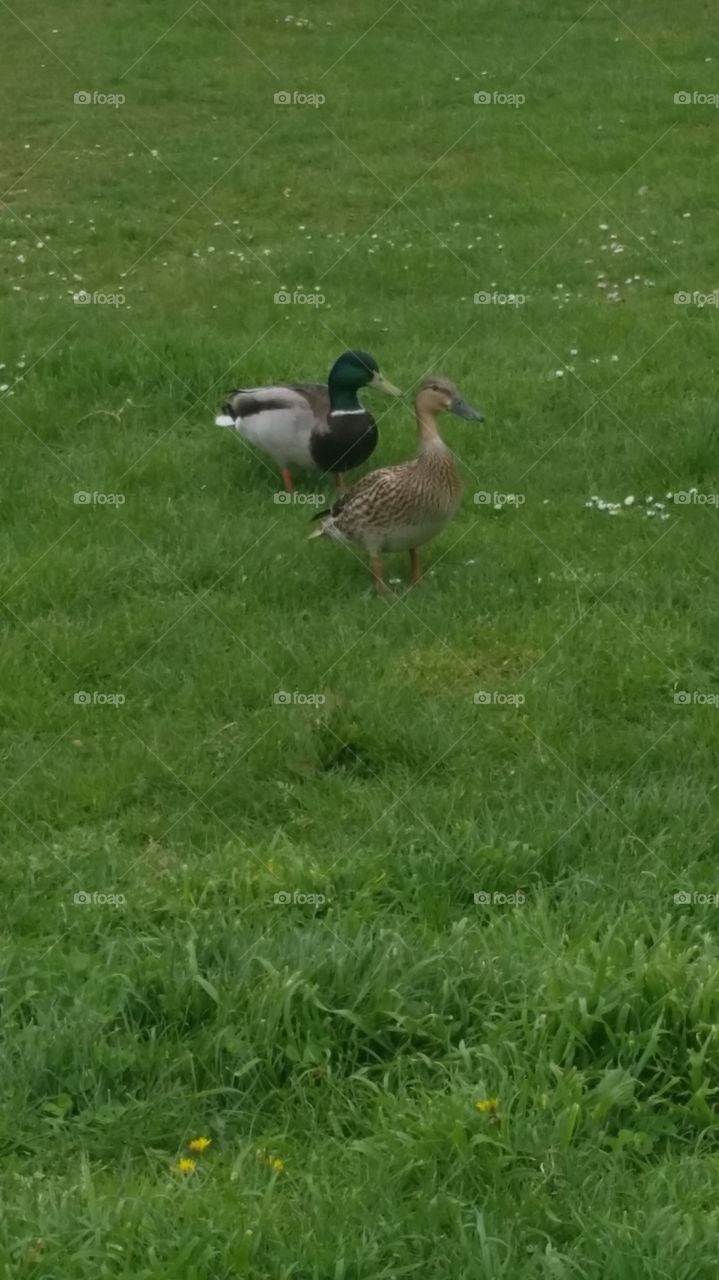 ducks