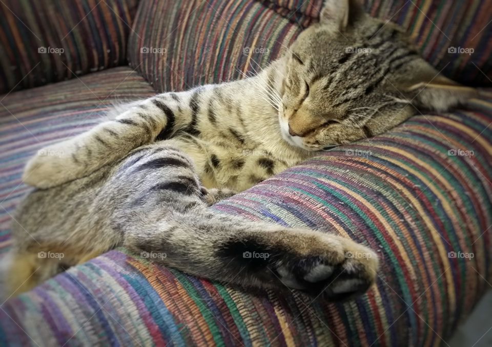 Sleepy Tabby