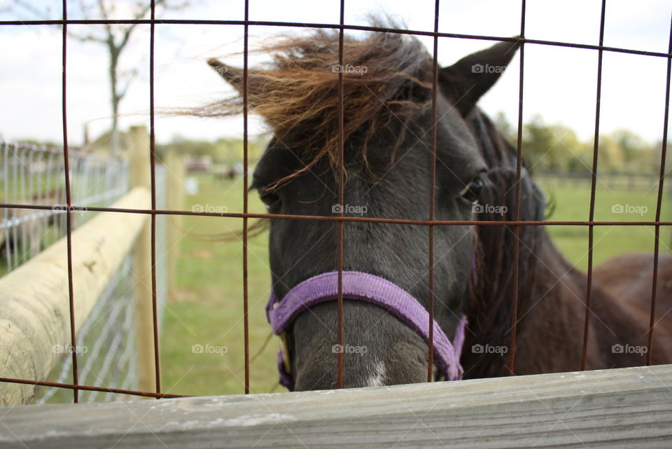 Texas Horse Behind Bars. Taken March 2010.