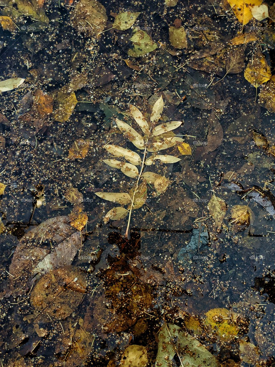 Autumn leaves in a puddle