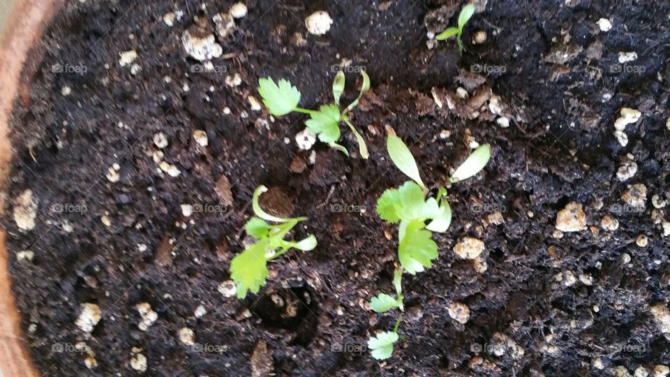 Cilantro sprouts