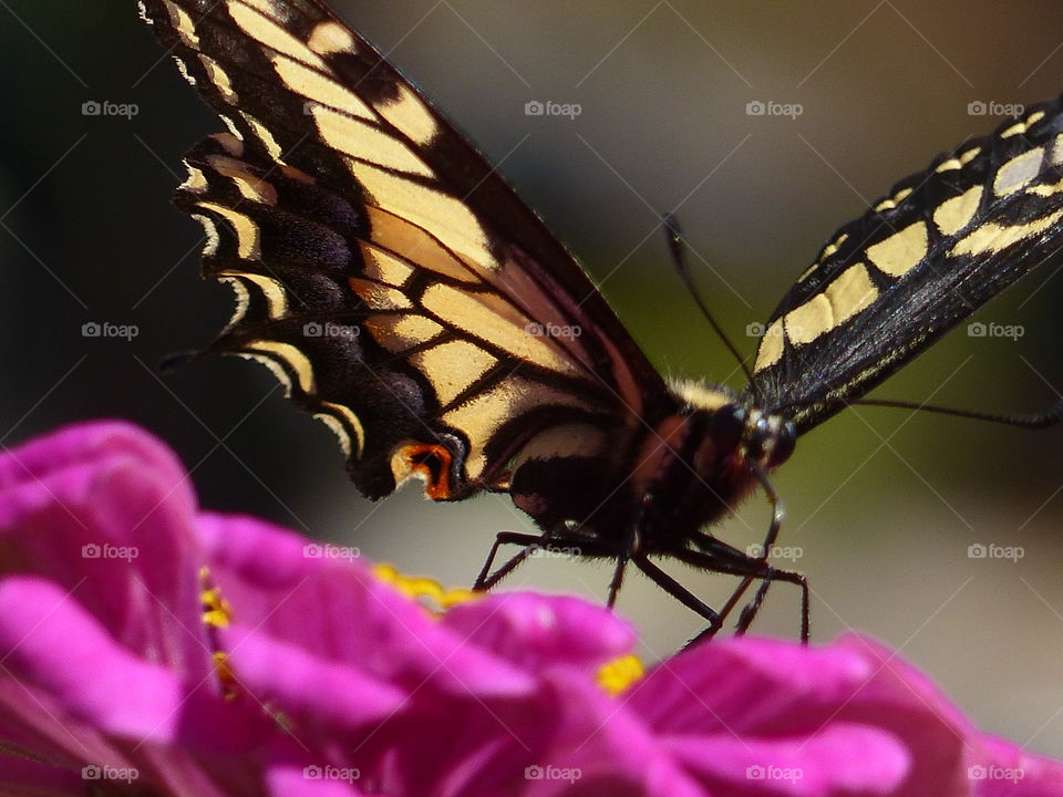 Butterfly at eye level