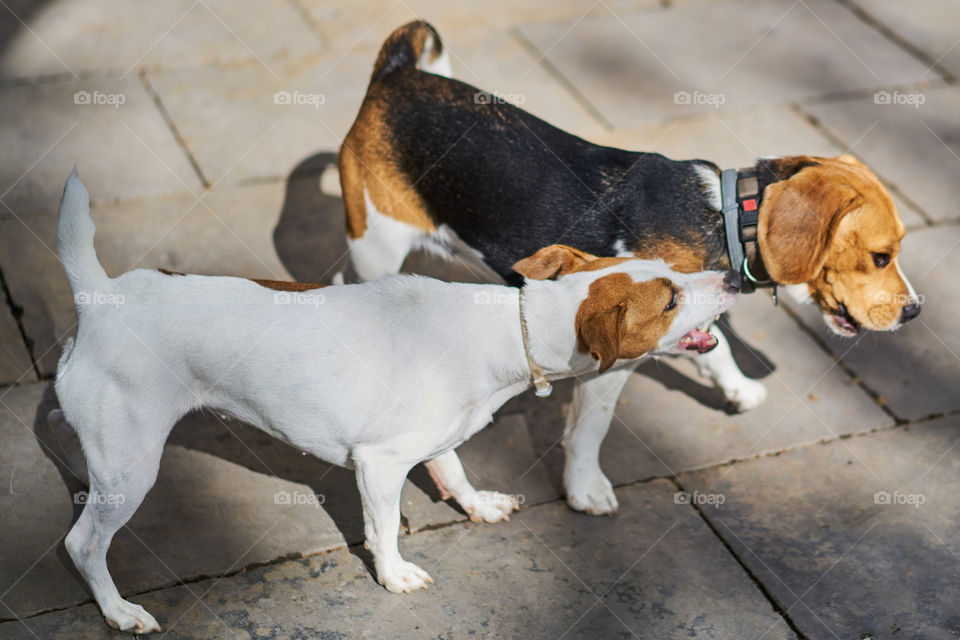 Beagle playing with a Jack Russell