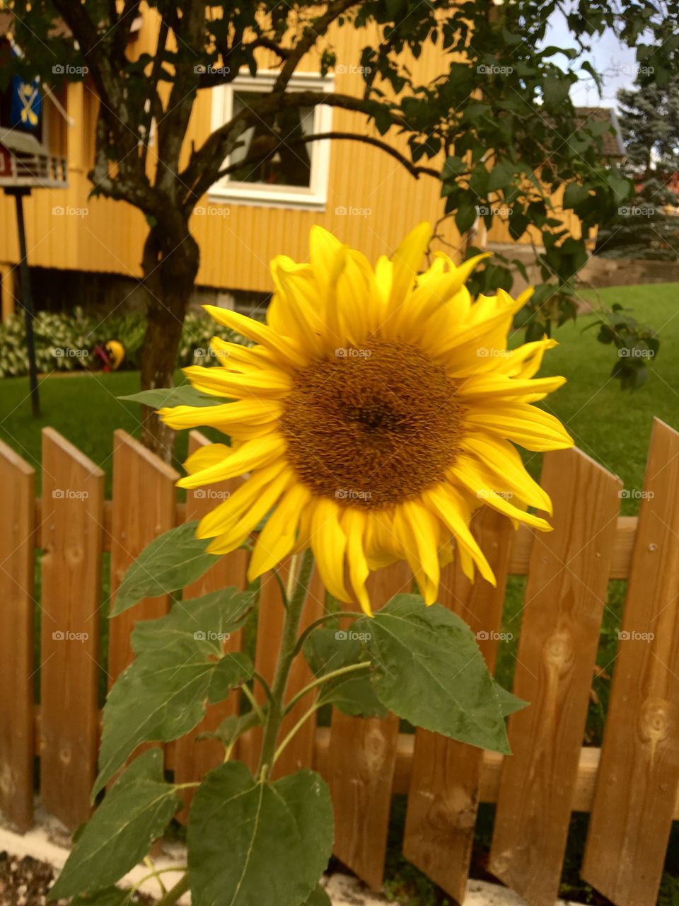 Sunflower