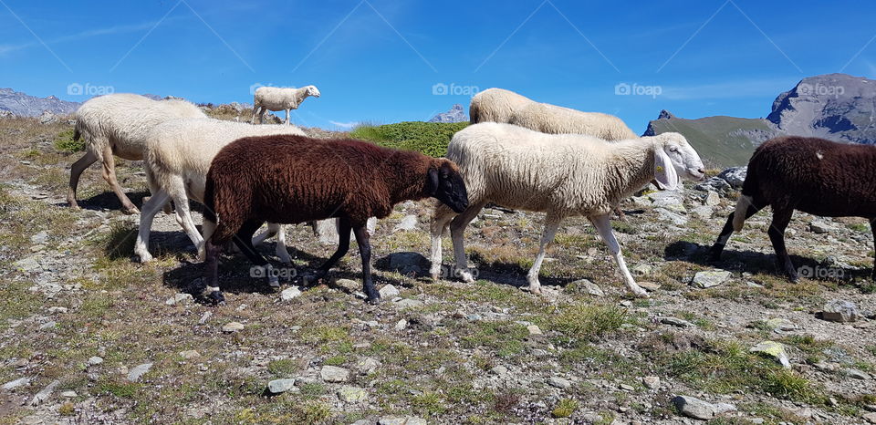 Black and white sheep