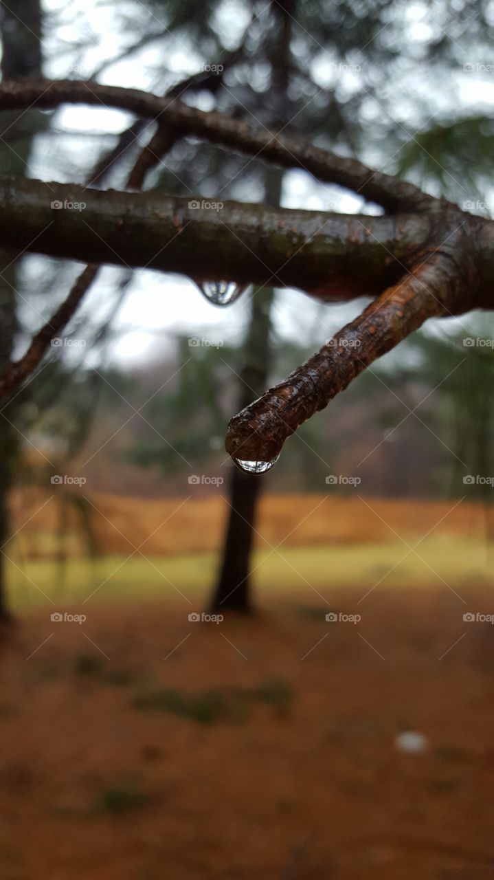 rainy day in the forest