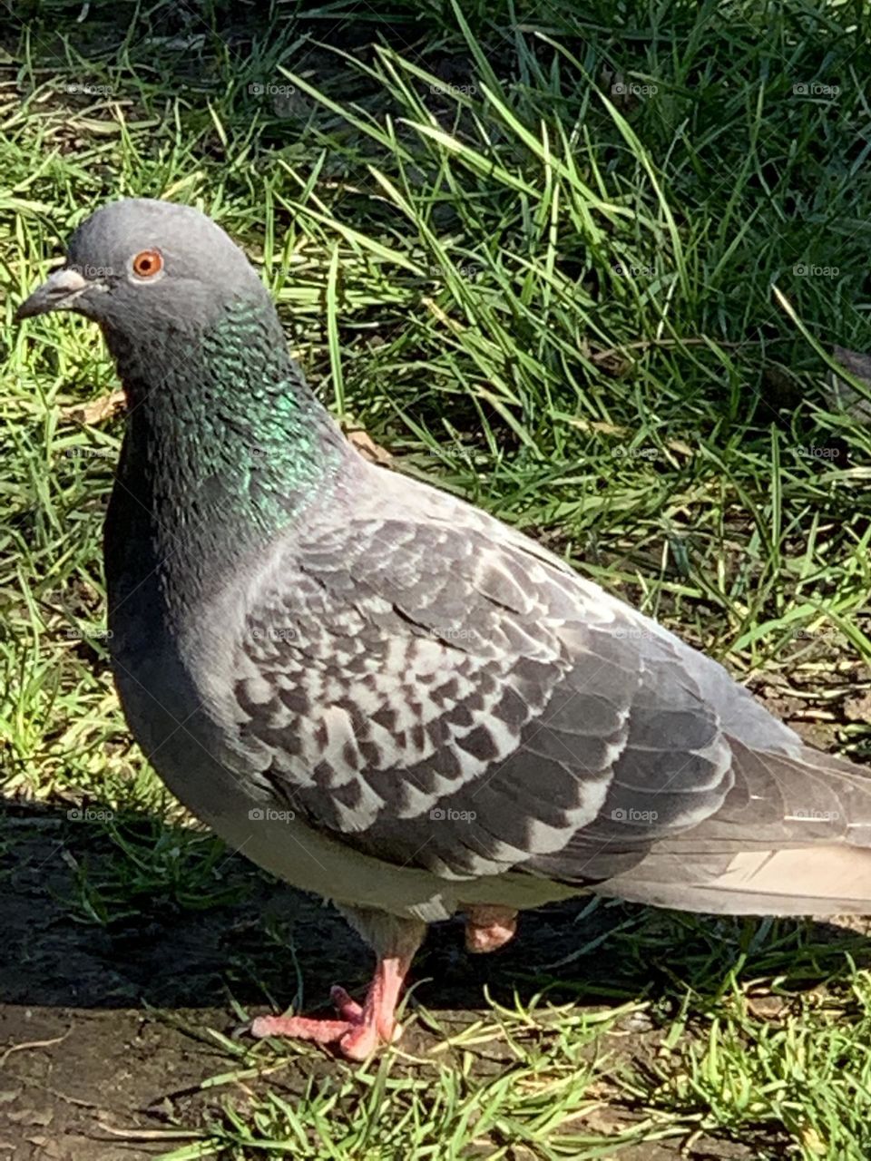 One leg pigeon 