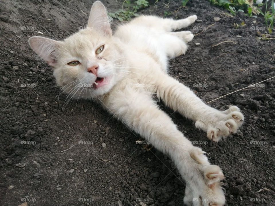 Red dirty cat lies (stretched) on black earth (soil) in a vegetable garden with an open mouth