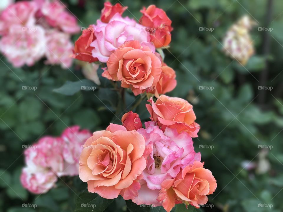 Portland Rose garden: Bunch of colors