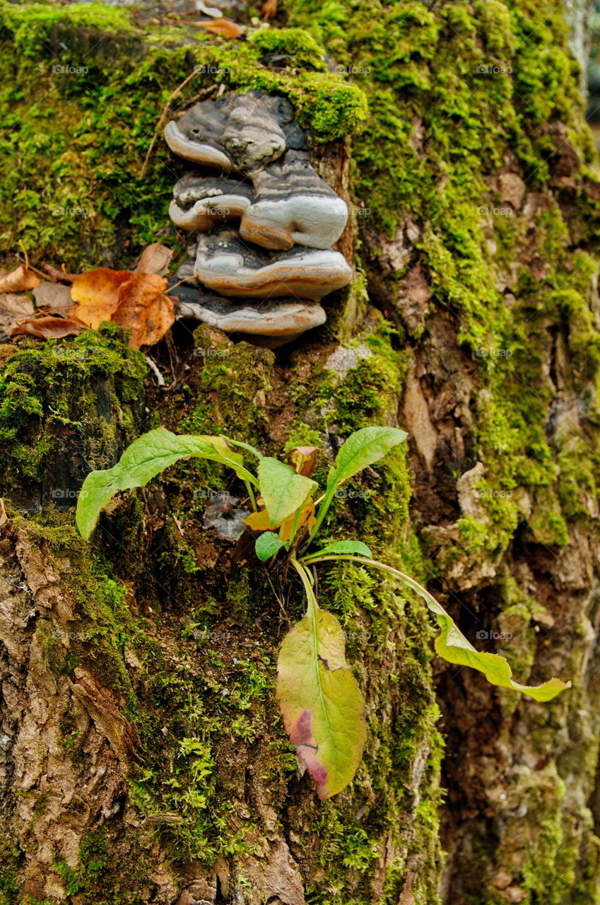 Mushrooms and Moss.