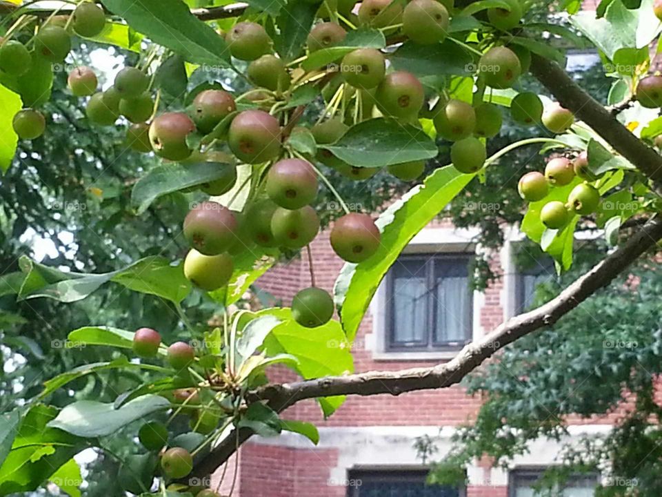 Crabapples