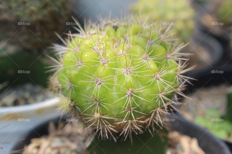 cactus tree close up