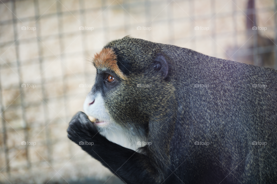 Monkey having a munch