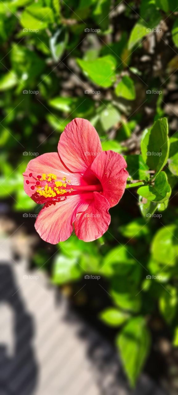 ❤️Chinese Rose Hibiscus❤️
I was walking around school with my friends then I found the beautiful flower and it is called Chinese Rose Hibiscus and it was the favorite flower for my grandmother how passed away last year and it i still miss her❤️🩹