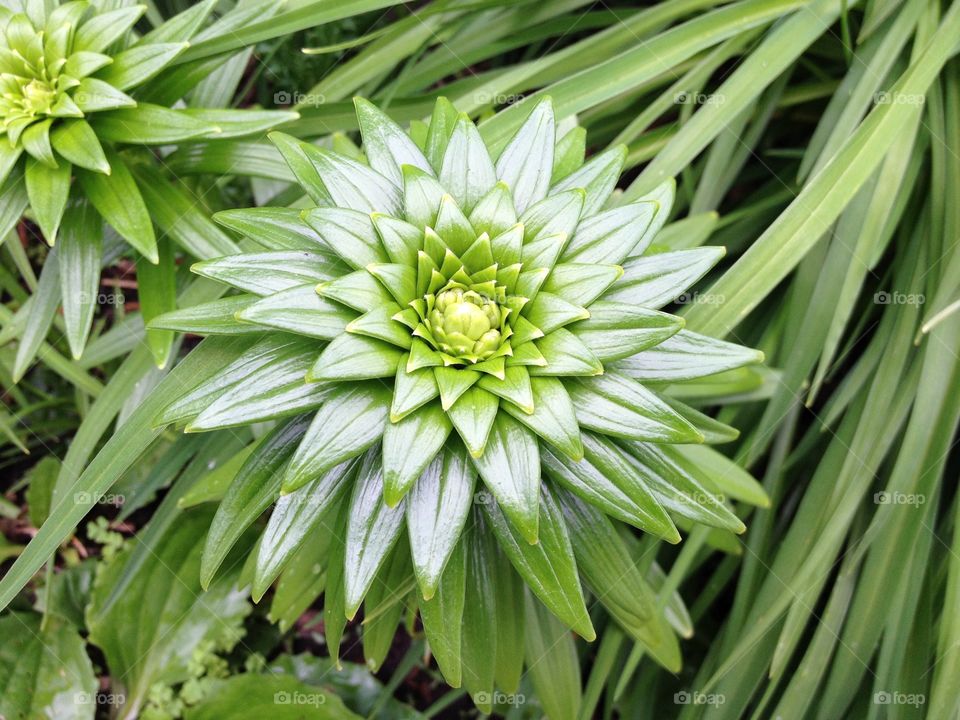 Lily before flowering