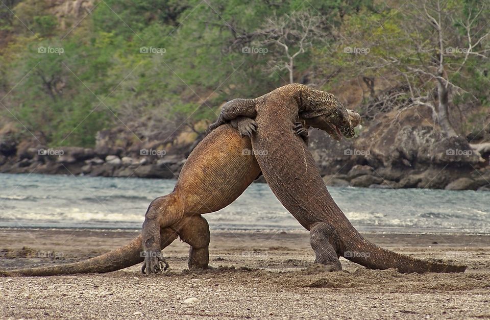Ancient Komodo dragons from Indonesia