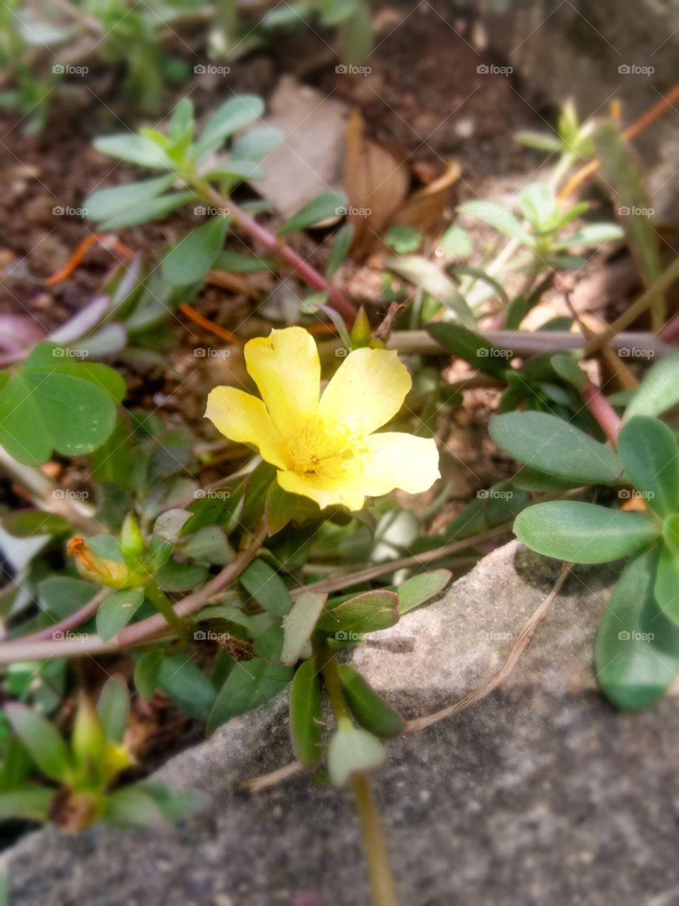 flor do guarujá