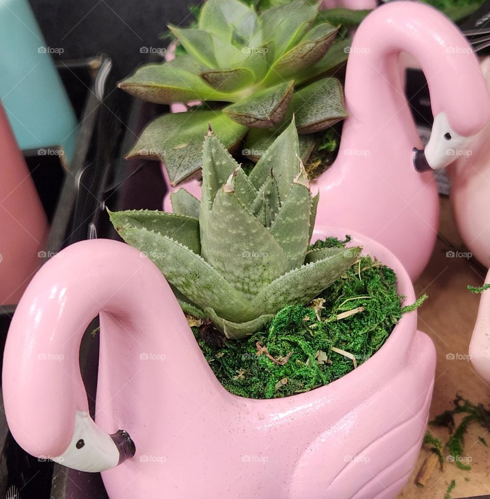 green succulent plants in fabulously fun barbie style light pink flamingo ceramic pots