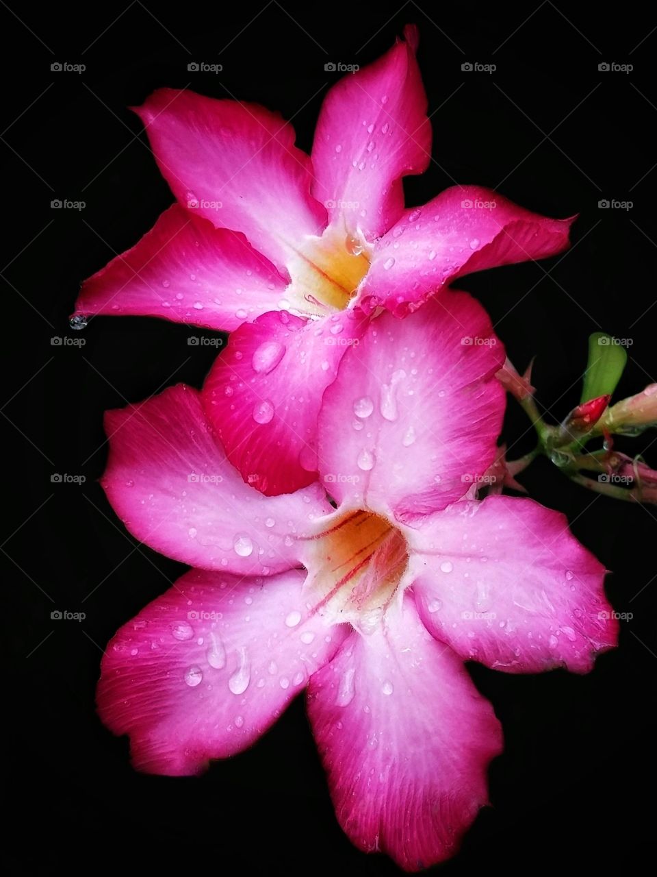 Desert rose after the rain