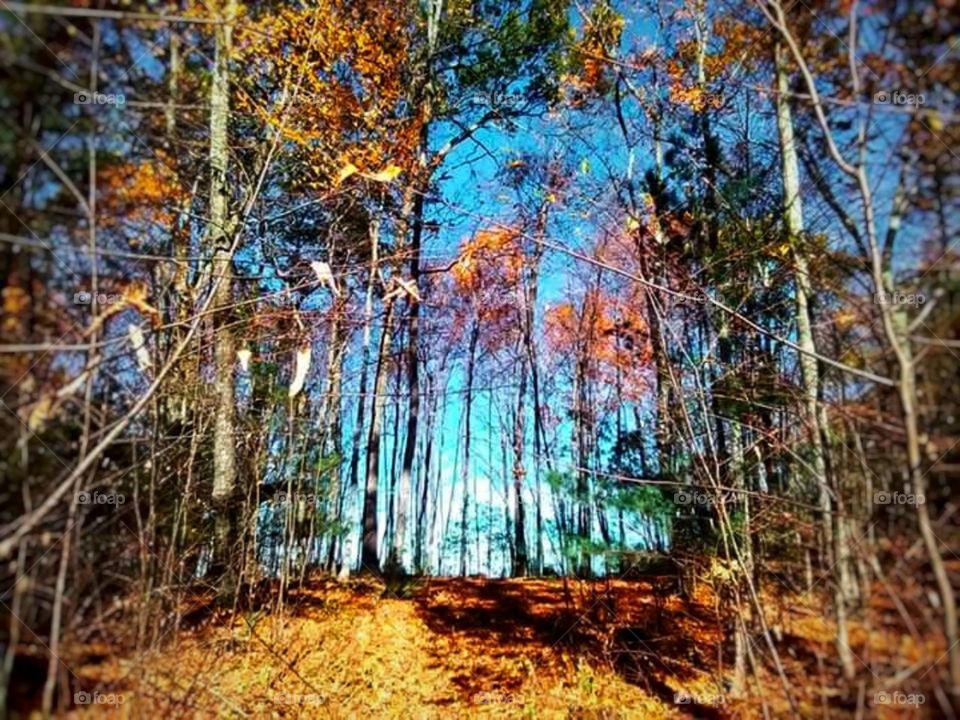 autumn forest Massachusetts