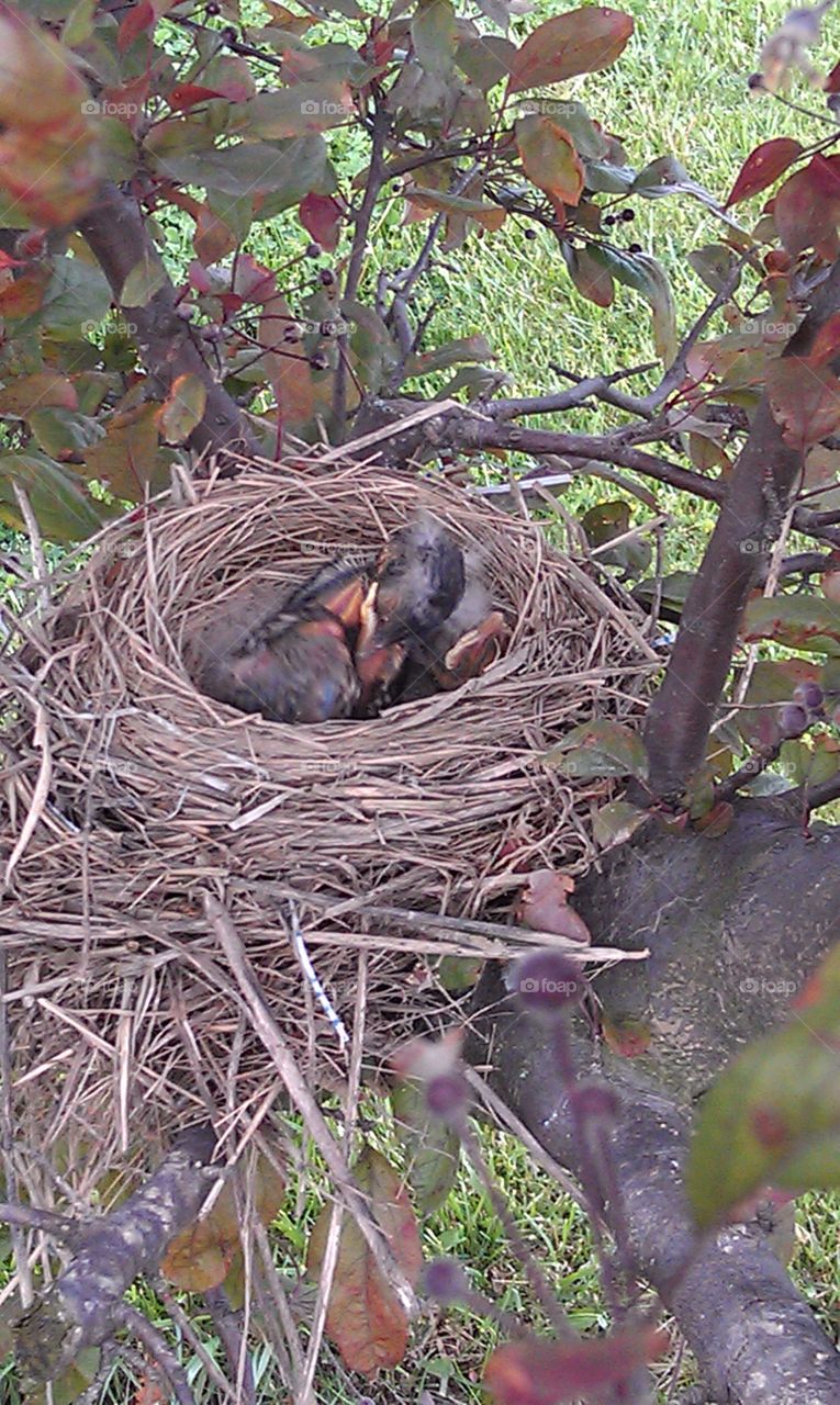 life begins. This picture is of baby Robins waiting for their parents to come back to the nest with food.