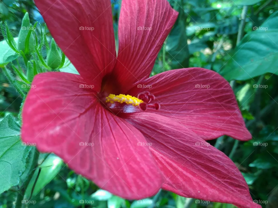 Very,Very,Very   beautiful   flower.Its  colour  is  more   attractive.