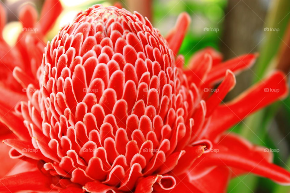 Beautiful red flower.