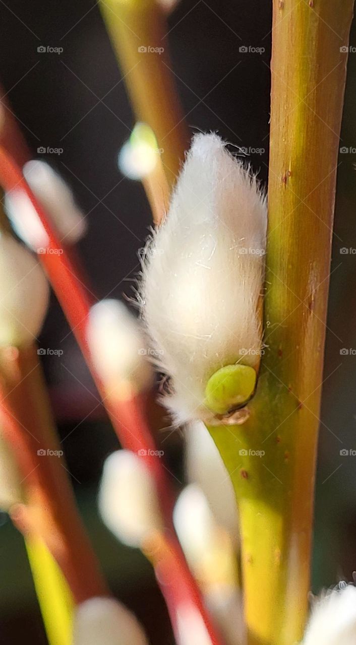 Catkins branches